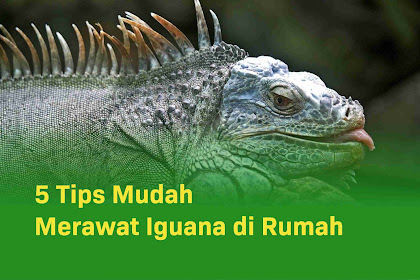 5 Tips Mudah Merawat Iguana di Rumah